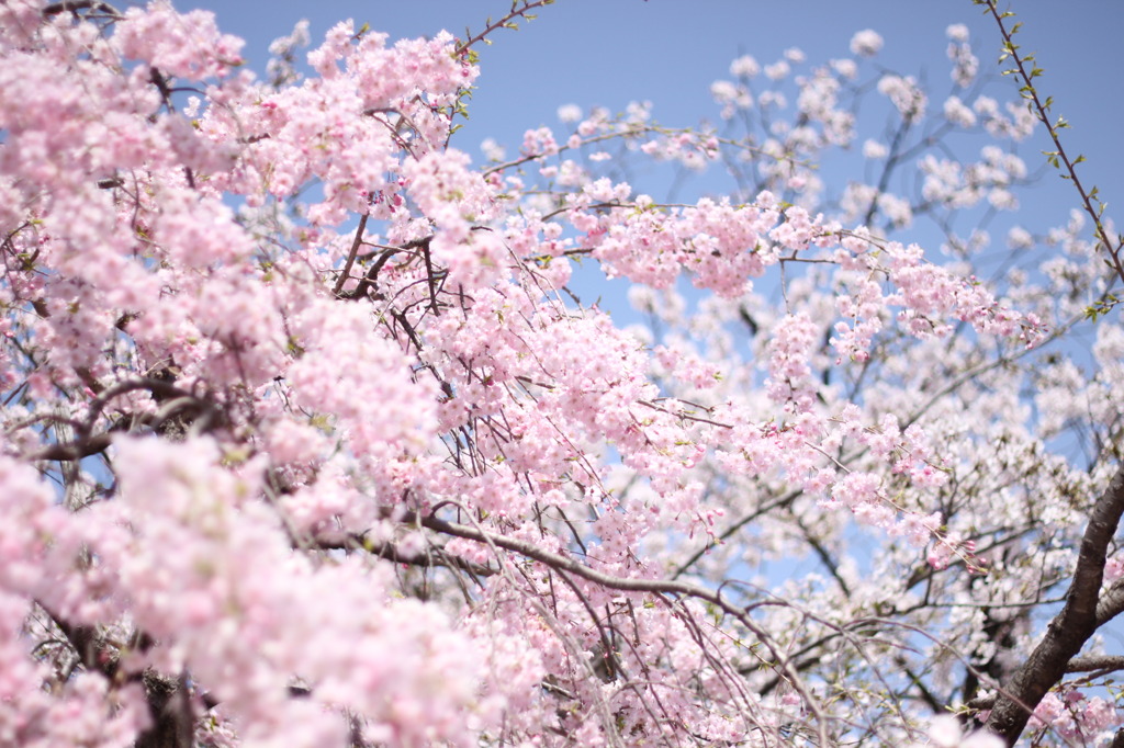 春の天気　桜色