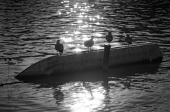 _DSC0143_DxO_DxO