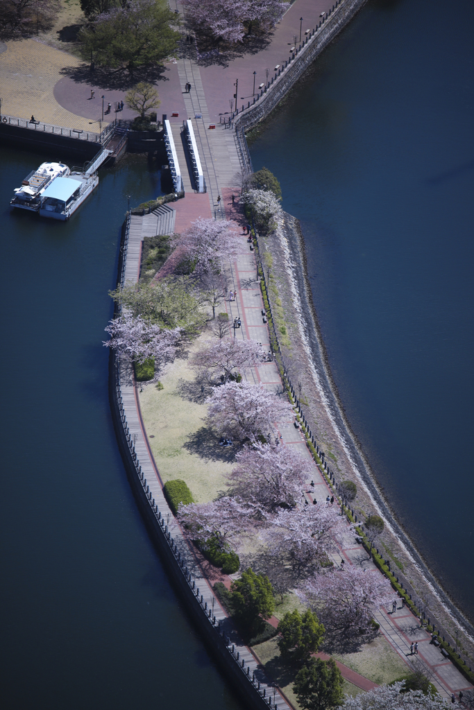 汽車道の桜