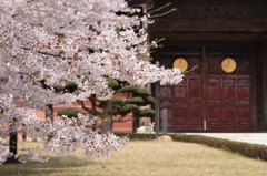 総持寺の桜2016