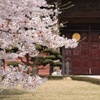 総持寺の桜2016