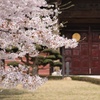 総持寺の桜2016
