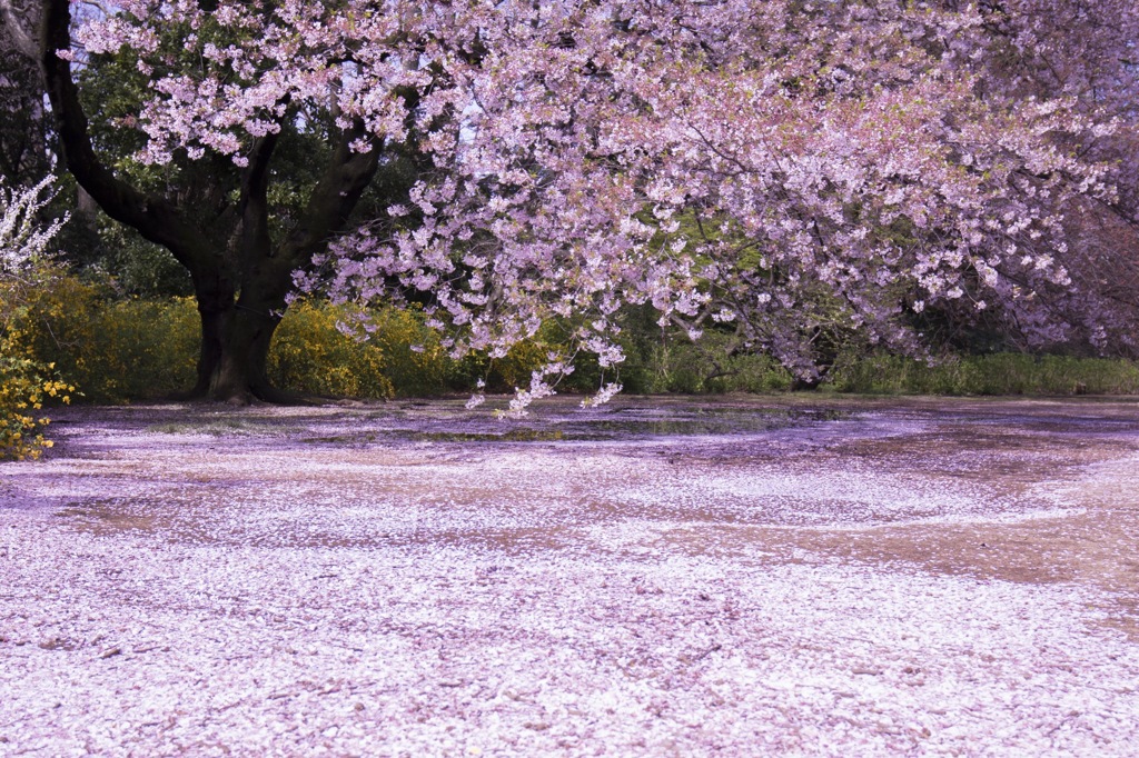 新宿御苑の桜