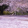 新宿御苑の桜