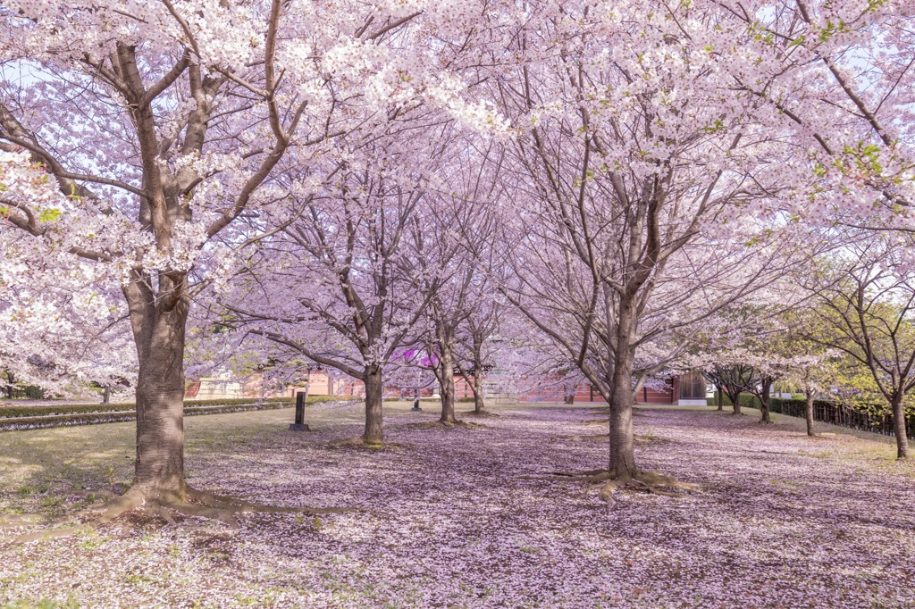 春の総持寺