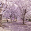 春の総持寺