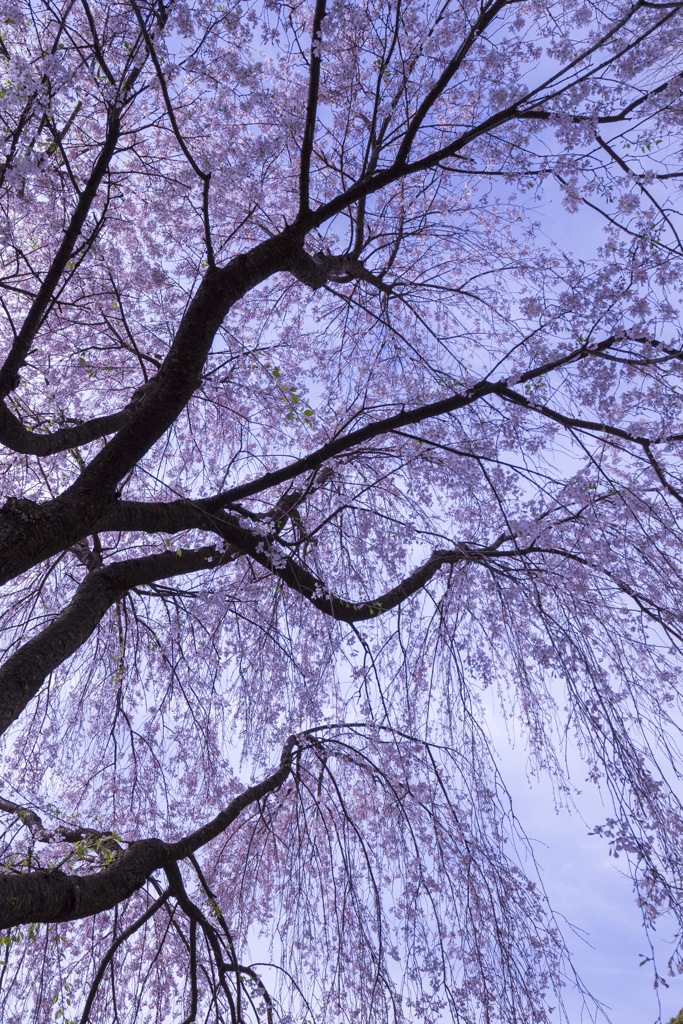 しだれ桜