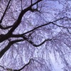 しだれ桜