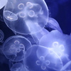蒼の浮遊