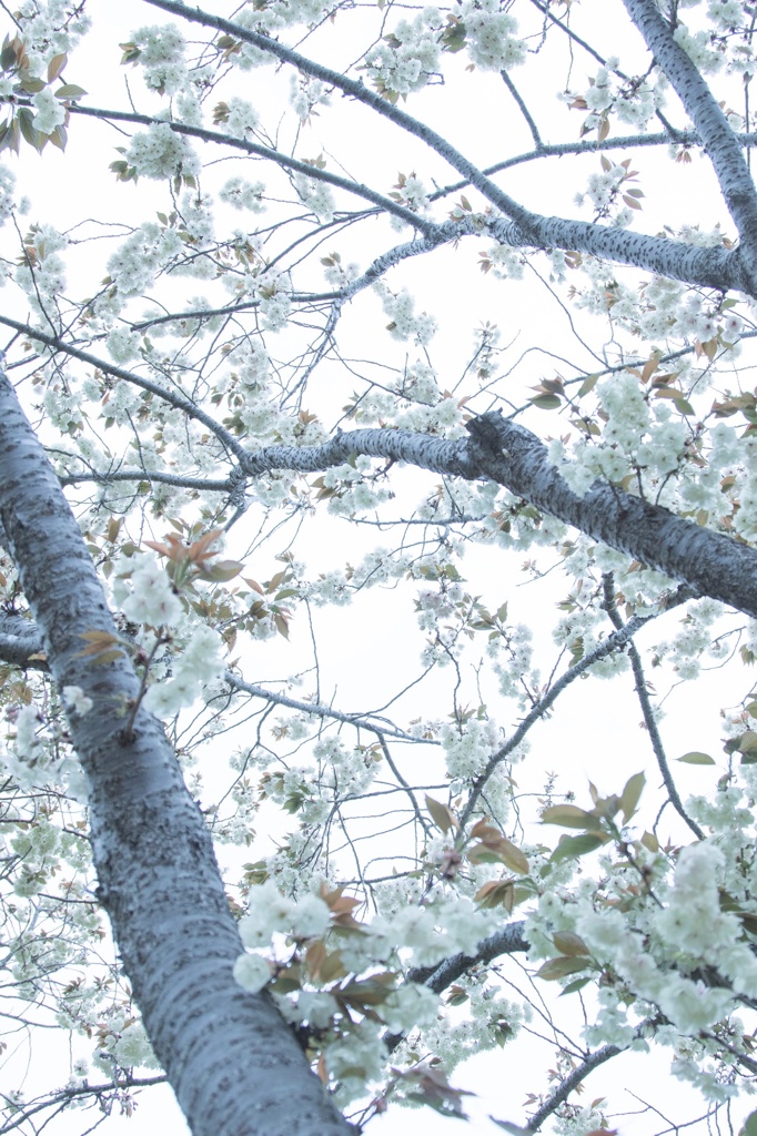 鬱金桜