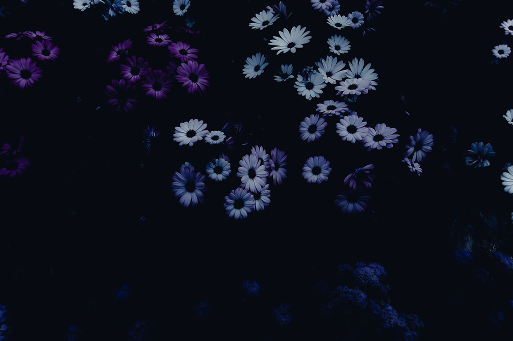 A certain flower039