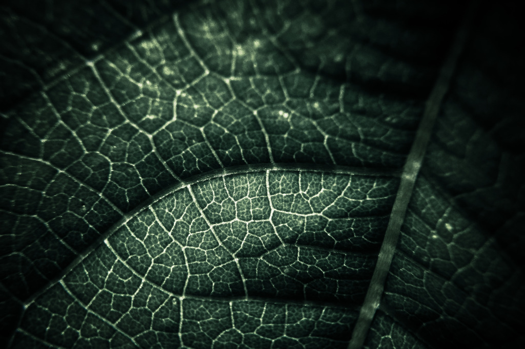 A certain plant05
