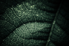 A certain plant05