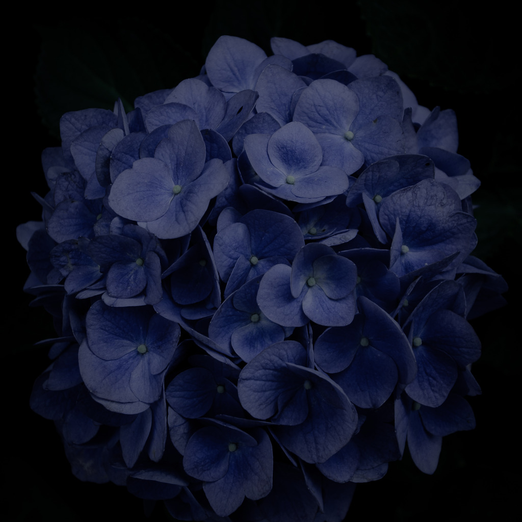 A certain flower035