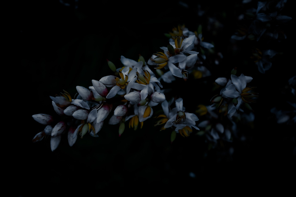 A certain plant08