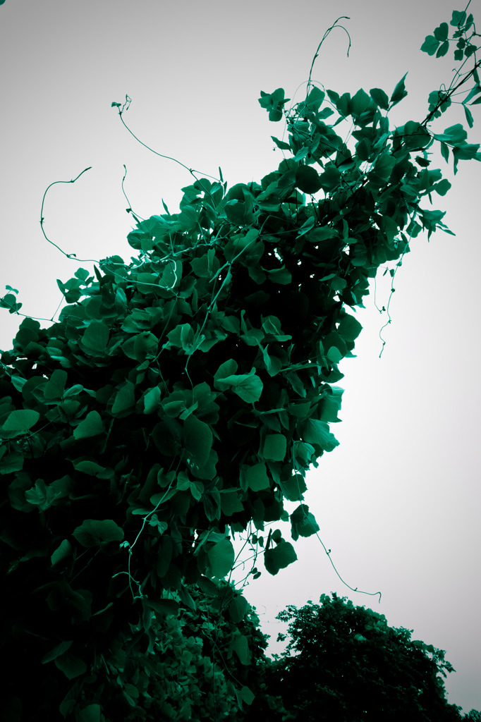 A certain plant014