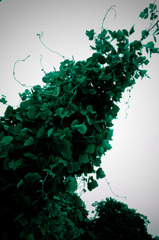 A certain plant014