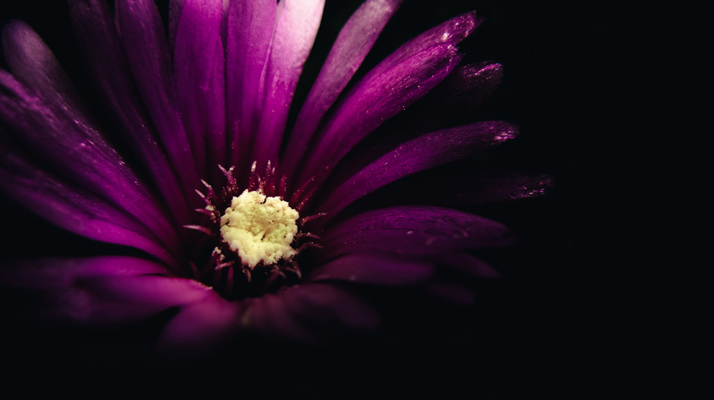 A certain flower041
