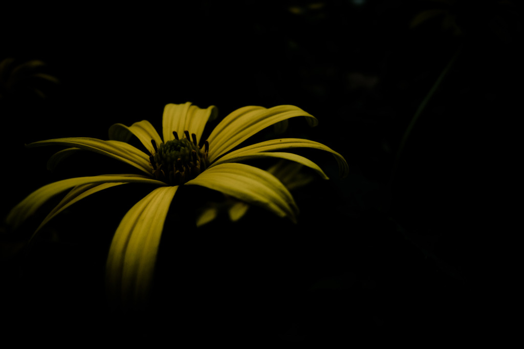 A certain flower028