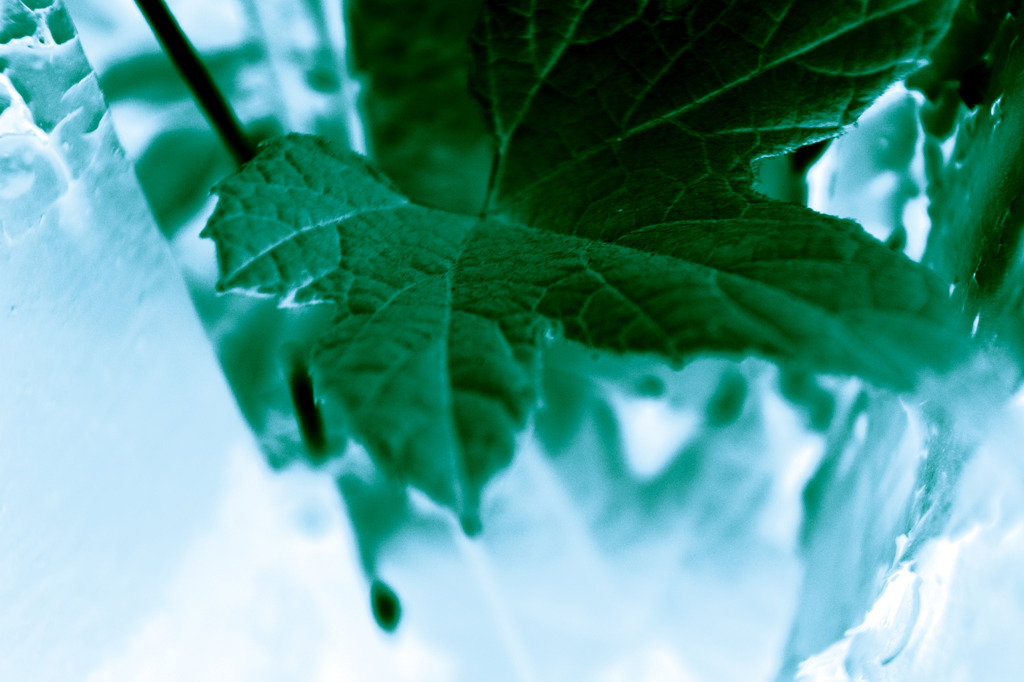 A certain plant018