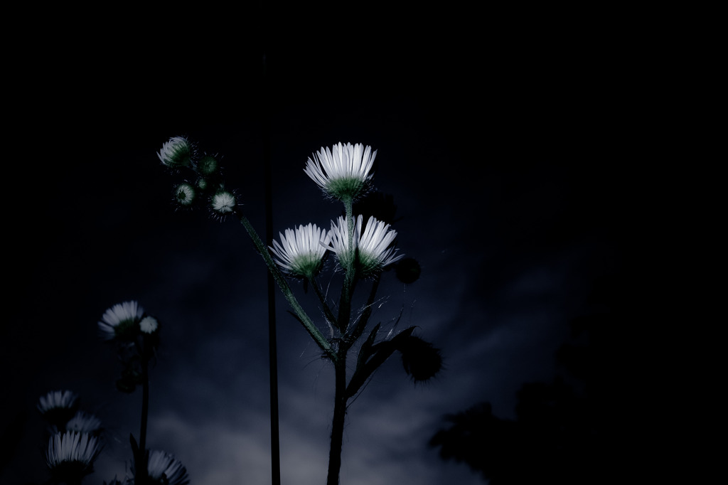A certain flower032
