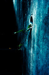 A certain plant019