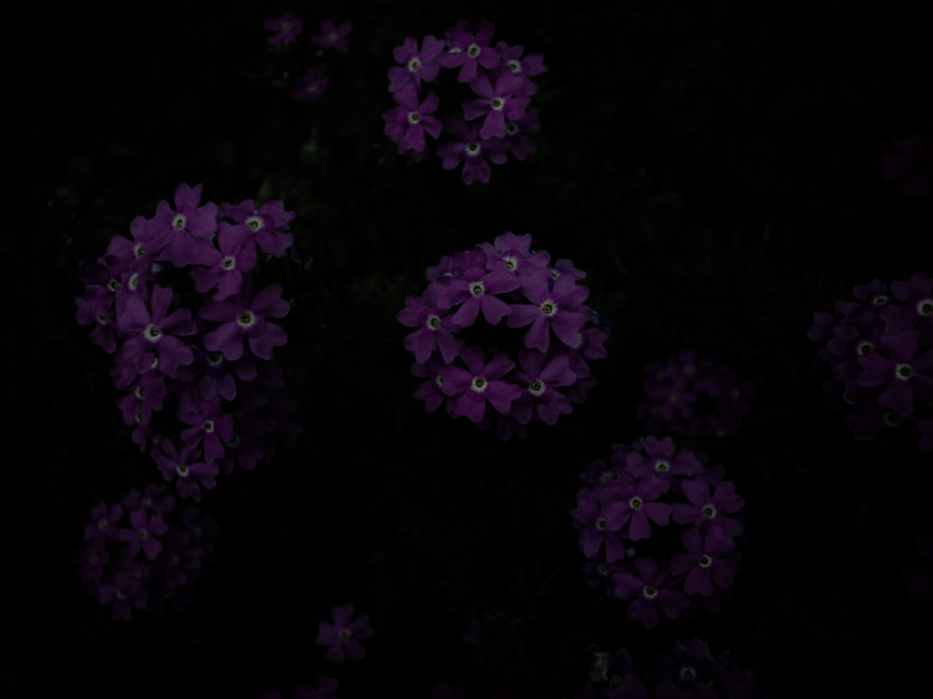 A certain flower024