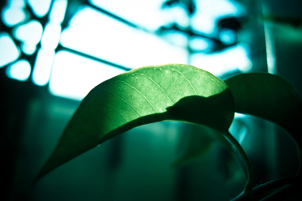 A certain plant017