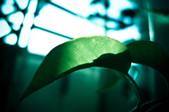 A certain plant017