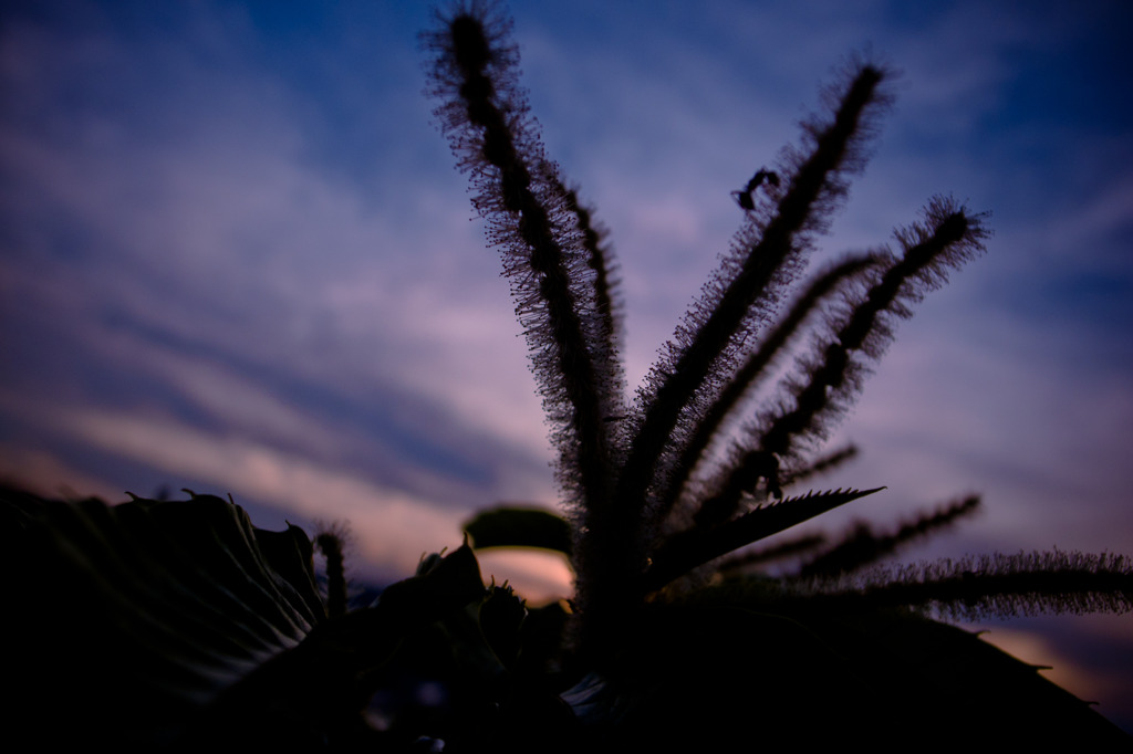 A certain plant03