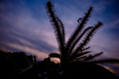A certain plant03