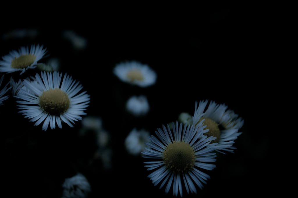 A certain flower020