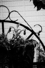 A certain plant02