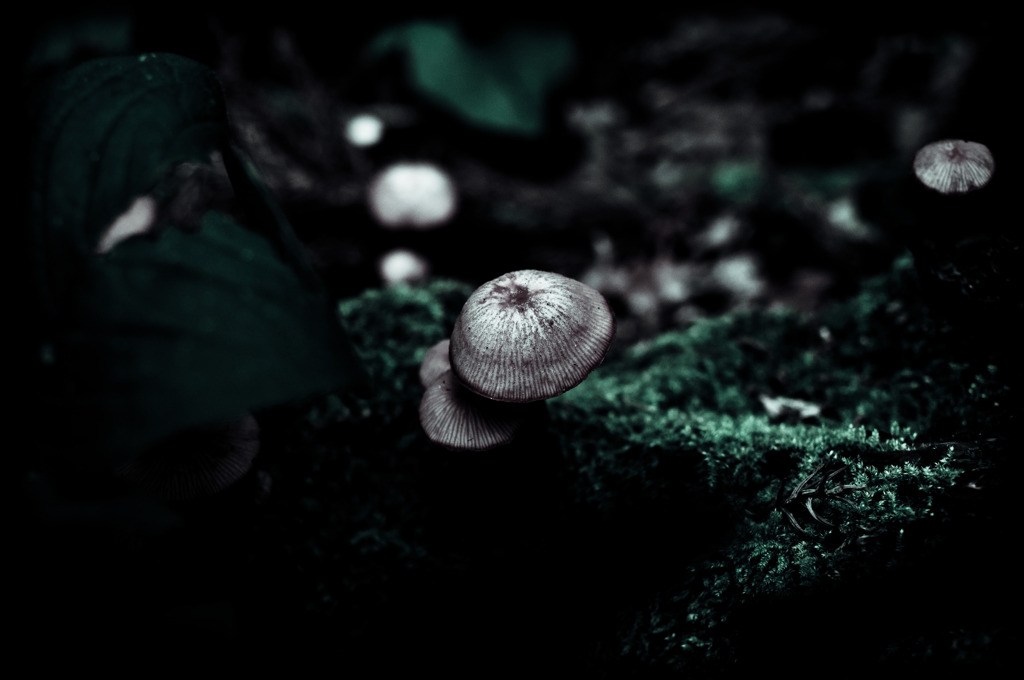 A certain plant016