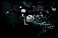 A certain plant016