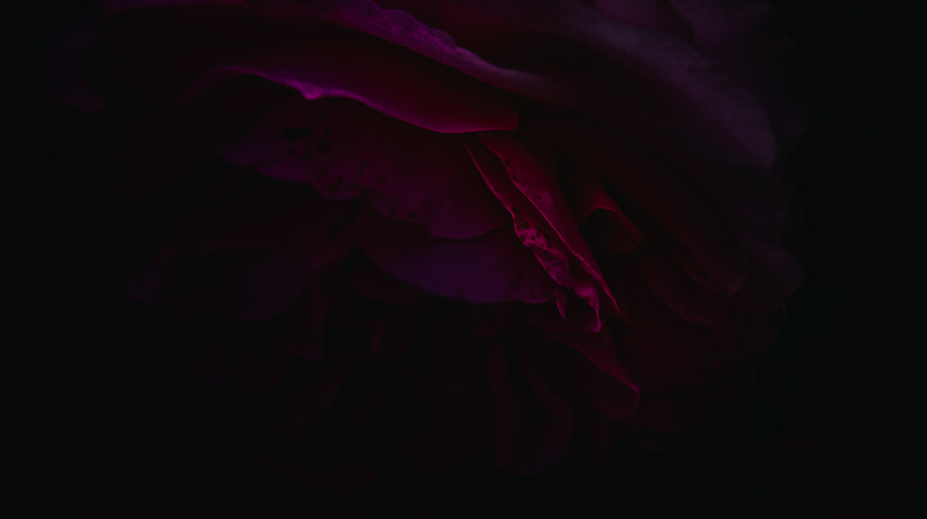 A certain flower040