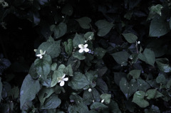Sight on rainy day_049