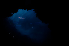 Signs of fish #2
