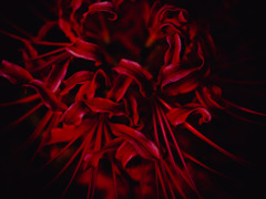 Lycoris radiata