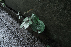 Sight on rainy day_006