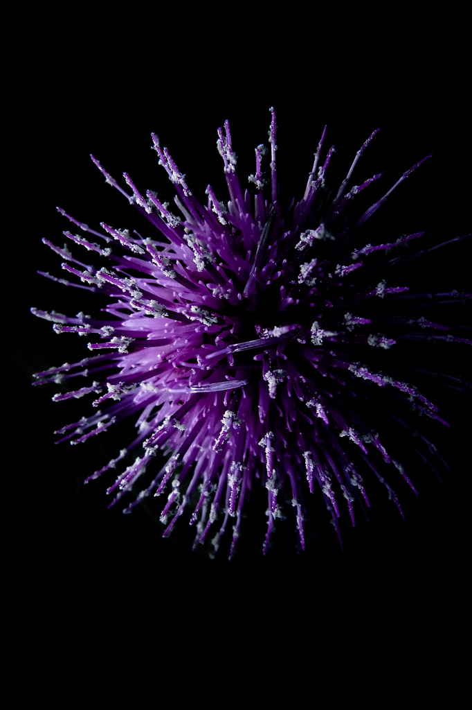 A certain flower044