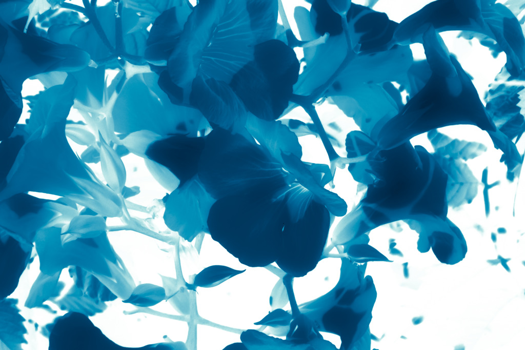 A certain flower036