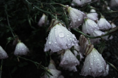Sight on rainy day_020