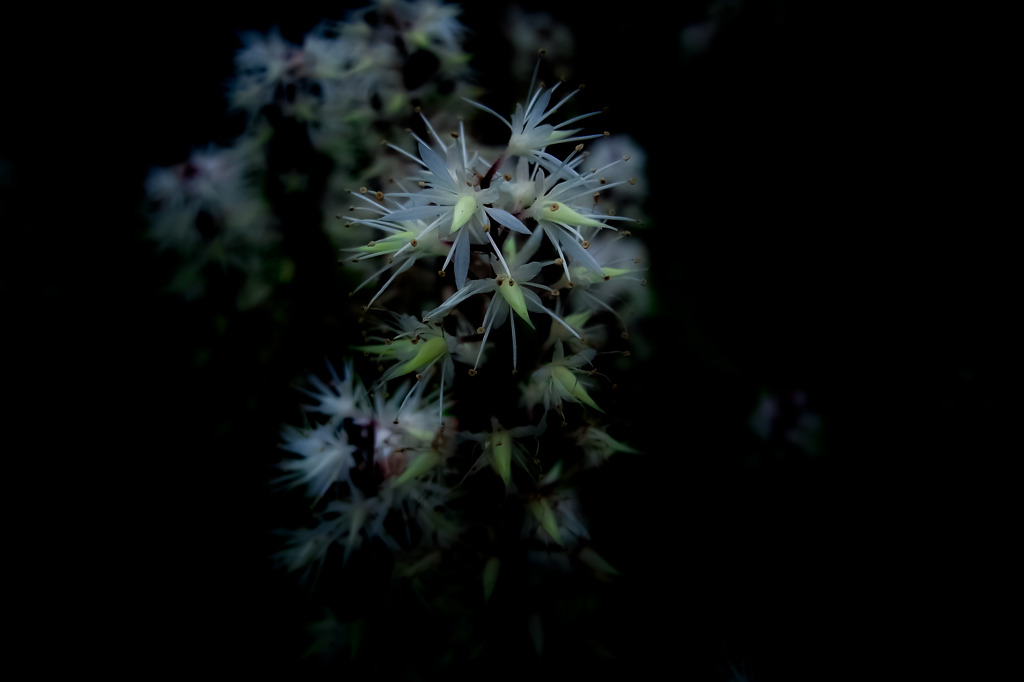 A certain plant01