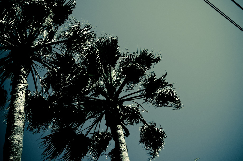 A certain plant011