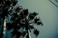 A certain plant011