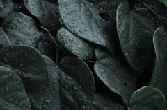 Sight on rainy day_009