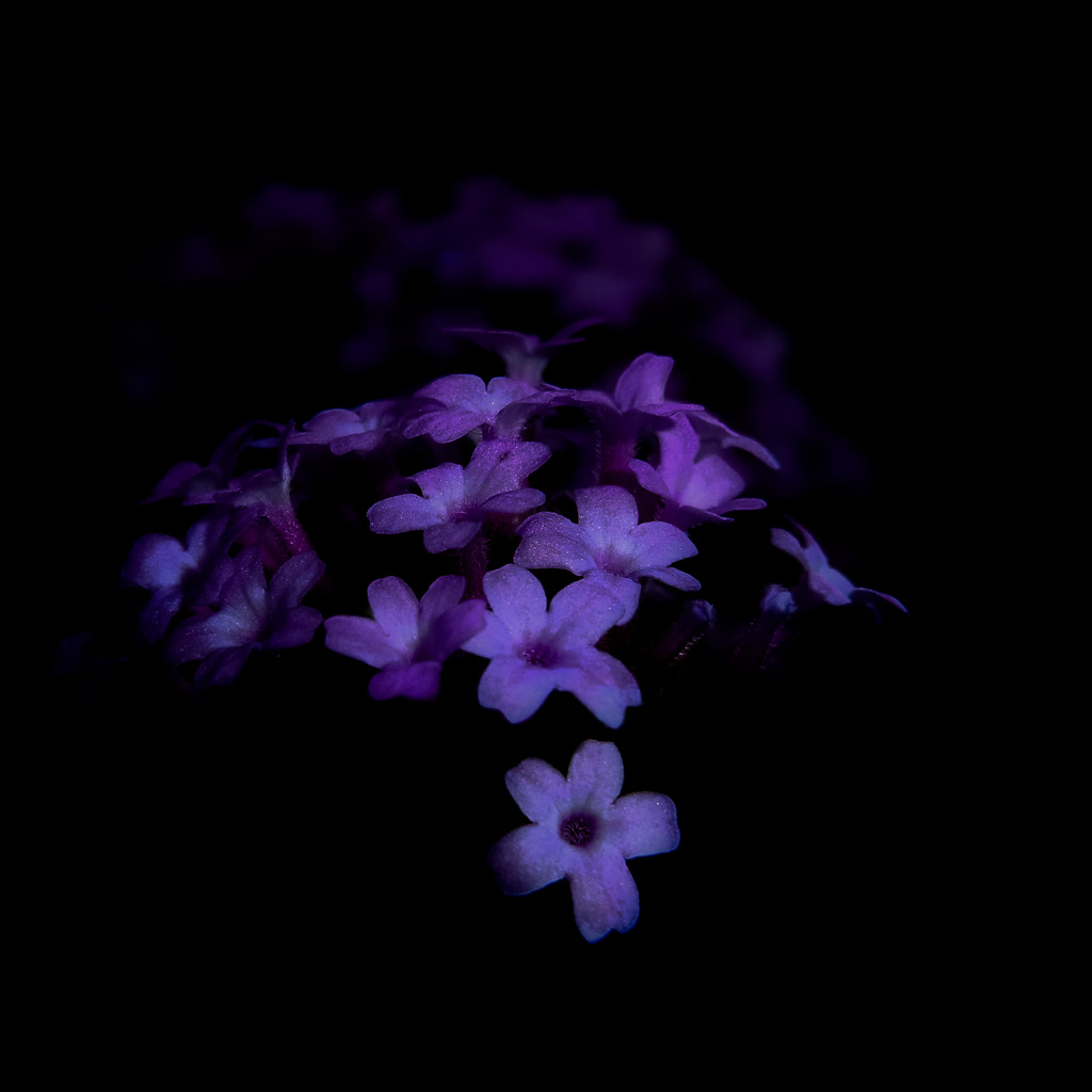 A certain flower016