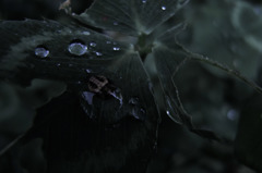 Sight on rainy day_019