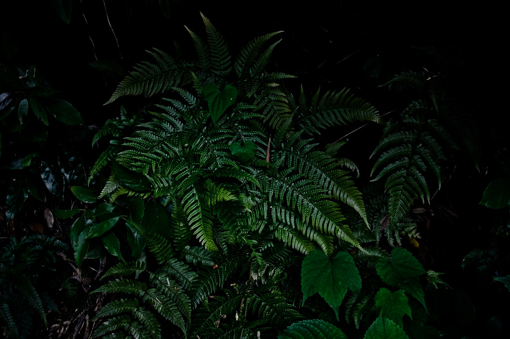 A certain plant09